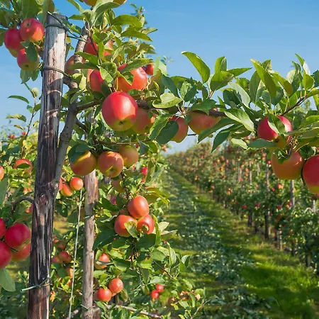 Ferienhaus-elbdeichblick-haselau Hébergement de vacances *
